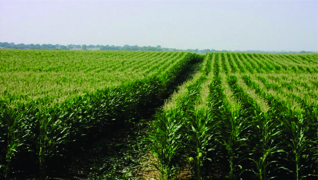 polje kukuruza 2